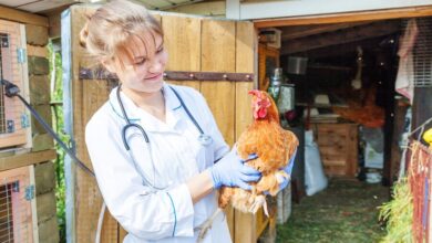 Secrets to a Thriving Flock Health Tips for Your Poultry